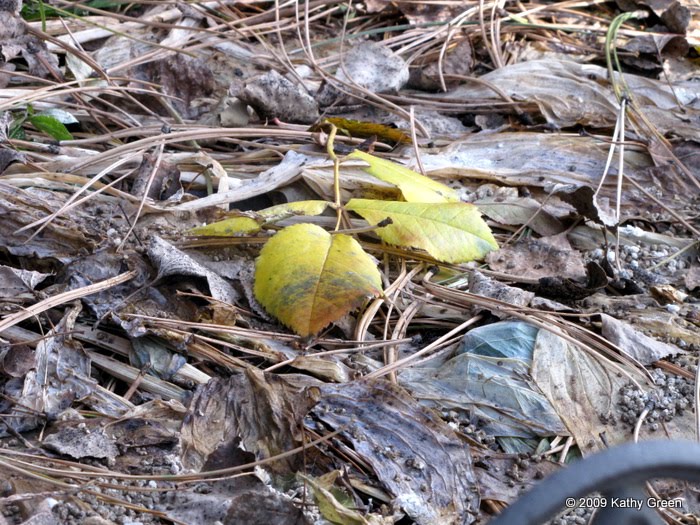 Maintaining Composure while