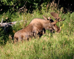 Bull moose, our back yard