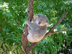 Koala, Sydney