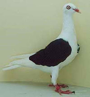 ΡΑΤΣΕΣ ΠΕΡΙΣΤΕΡΙΩΝ Danish Shield Tumbler