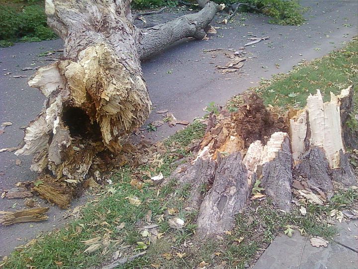 PLAINFIELD TODAY City tree falls across Field Avenue. Negligence?