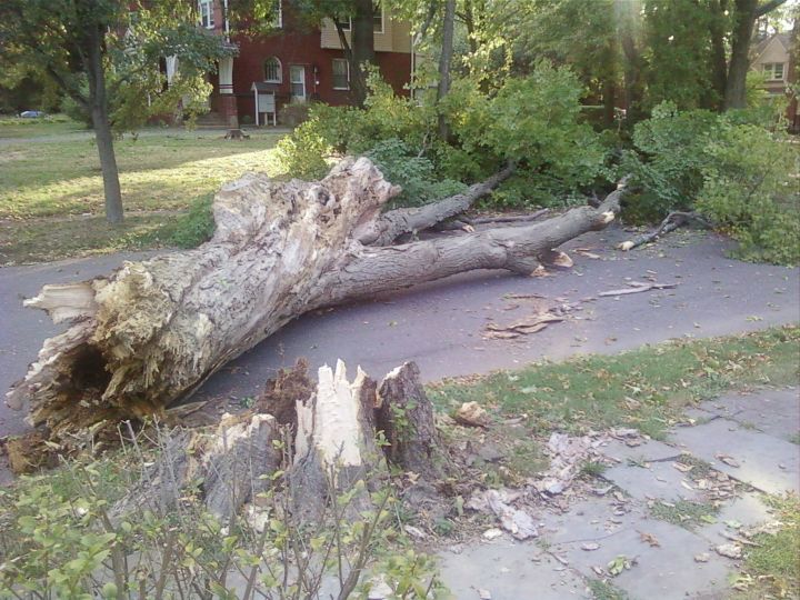 PLAINFIELD TODAY City tree falls across Field Avenue. Negligence?
