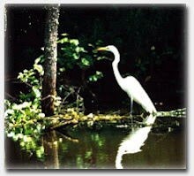 Atchafalaya Basin Swamp