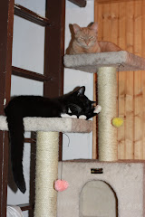 Kitties on their perches