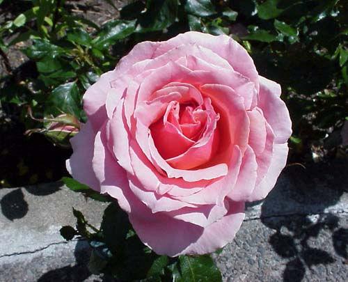 Best Favorite Flowers In The World: Top 10 Roses