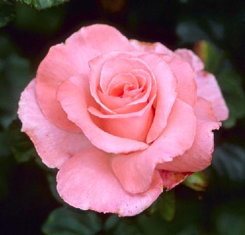 Best Favorite Flowers In The World: Touch of class Rose