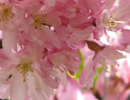 #5 Flickr "Blossom"