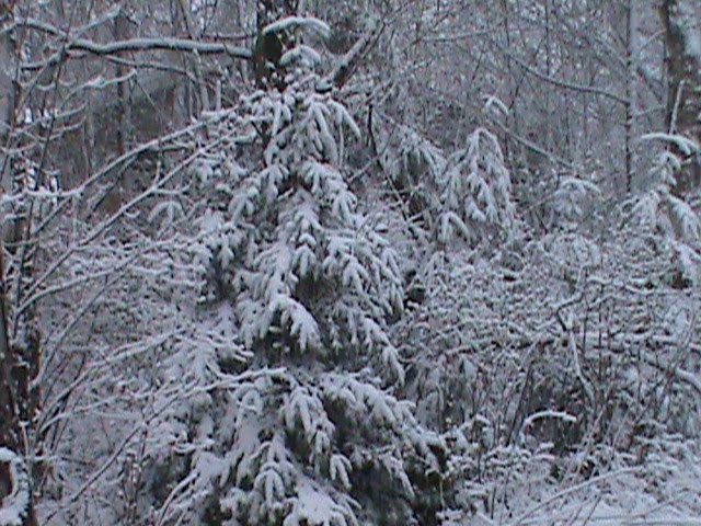 Homestead... From Scratch: May 2010