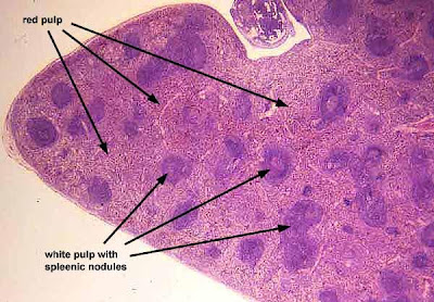 Tecnología Médica Mención Morfofisiopatología y ... spleen cell diagram 