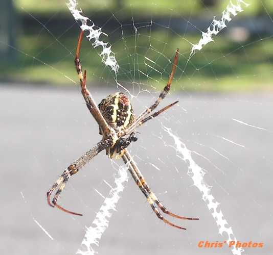 [Spider.JPG]