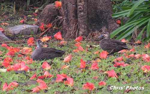 [Ducks+Backyard.JPG]