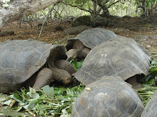 Galapagos Tortoises