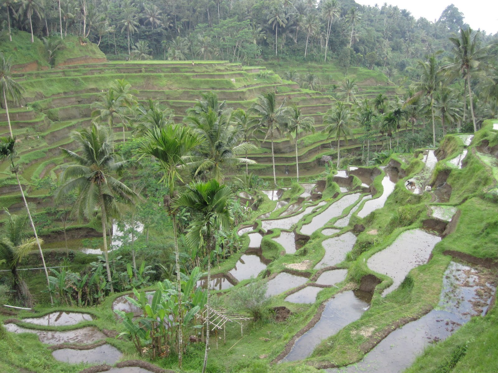 Ubud - JungleKey.in Image