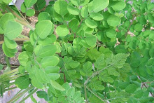 malunggay (moringa oleifera)