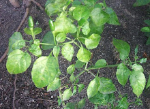 sili (capsicum frutescens)