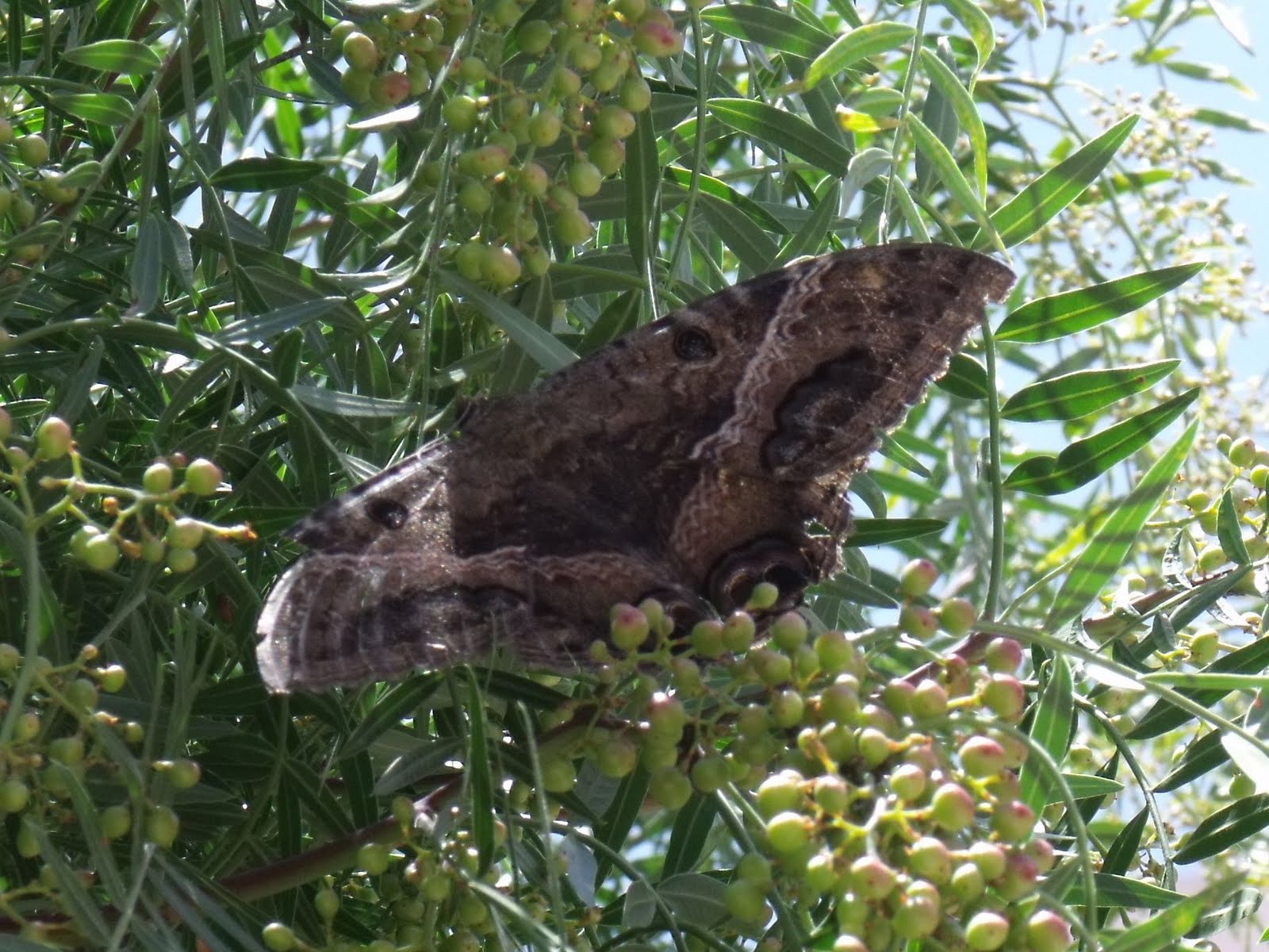 DSCF3312.JPG