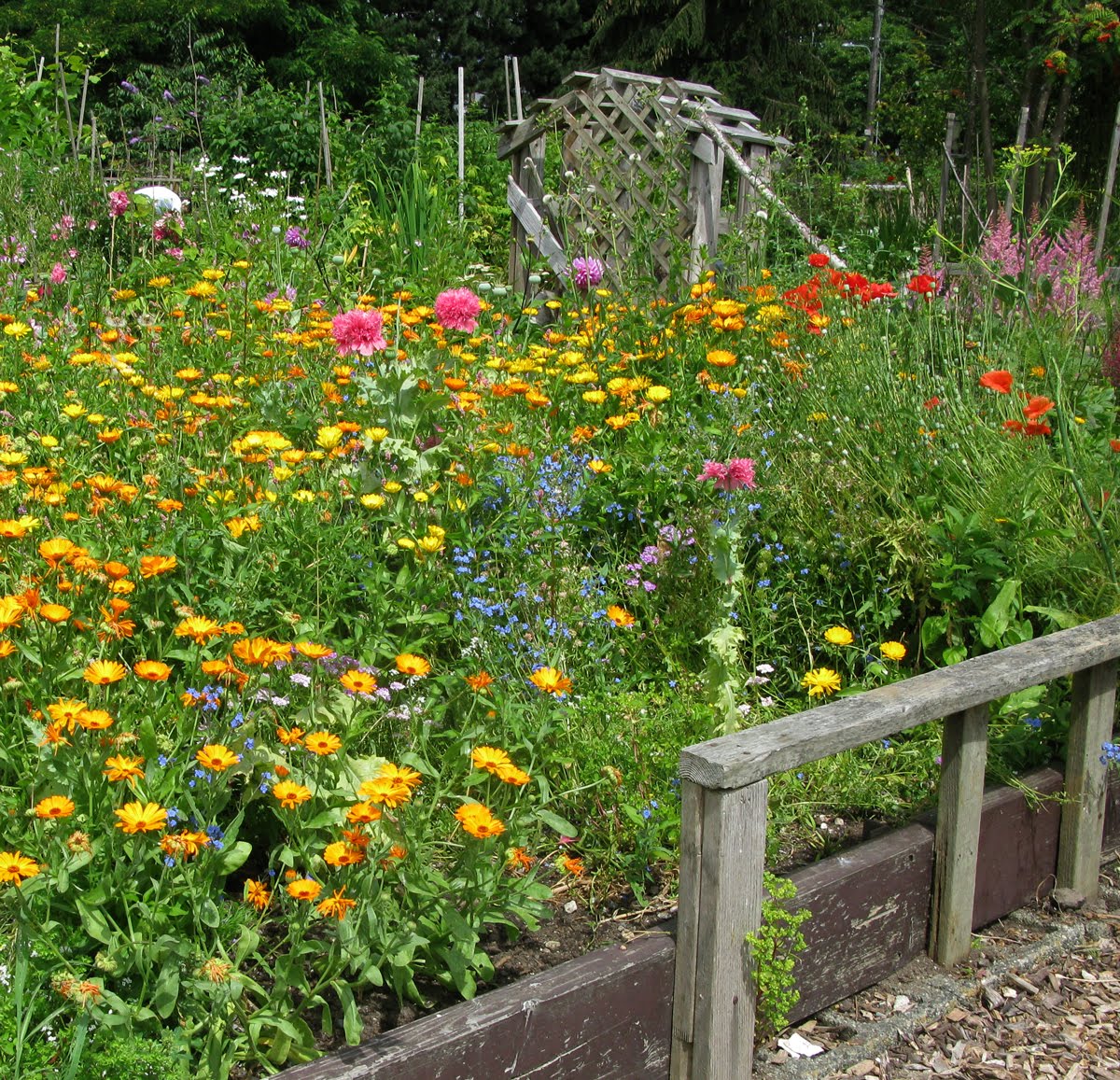 Growing Edibles in Vancouver, British Columbia Vegetables in the Front