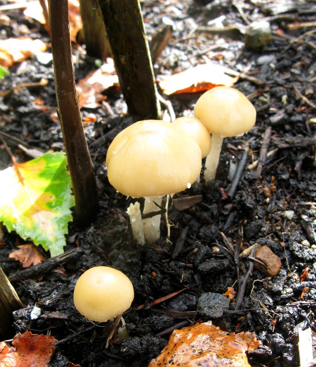 Growing Edibles in Vancouver, British Columbia Vegetables in the Front