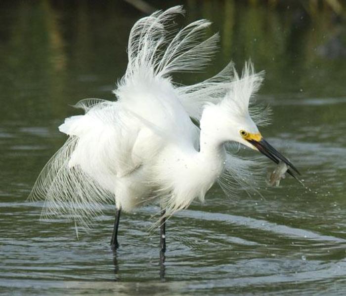 snowy egret alpin funny picture resume yahoo