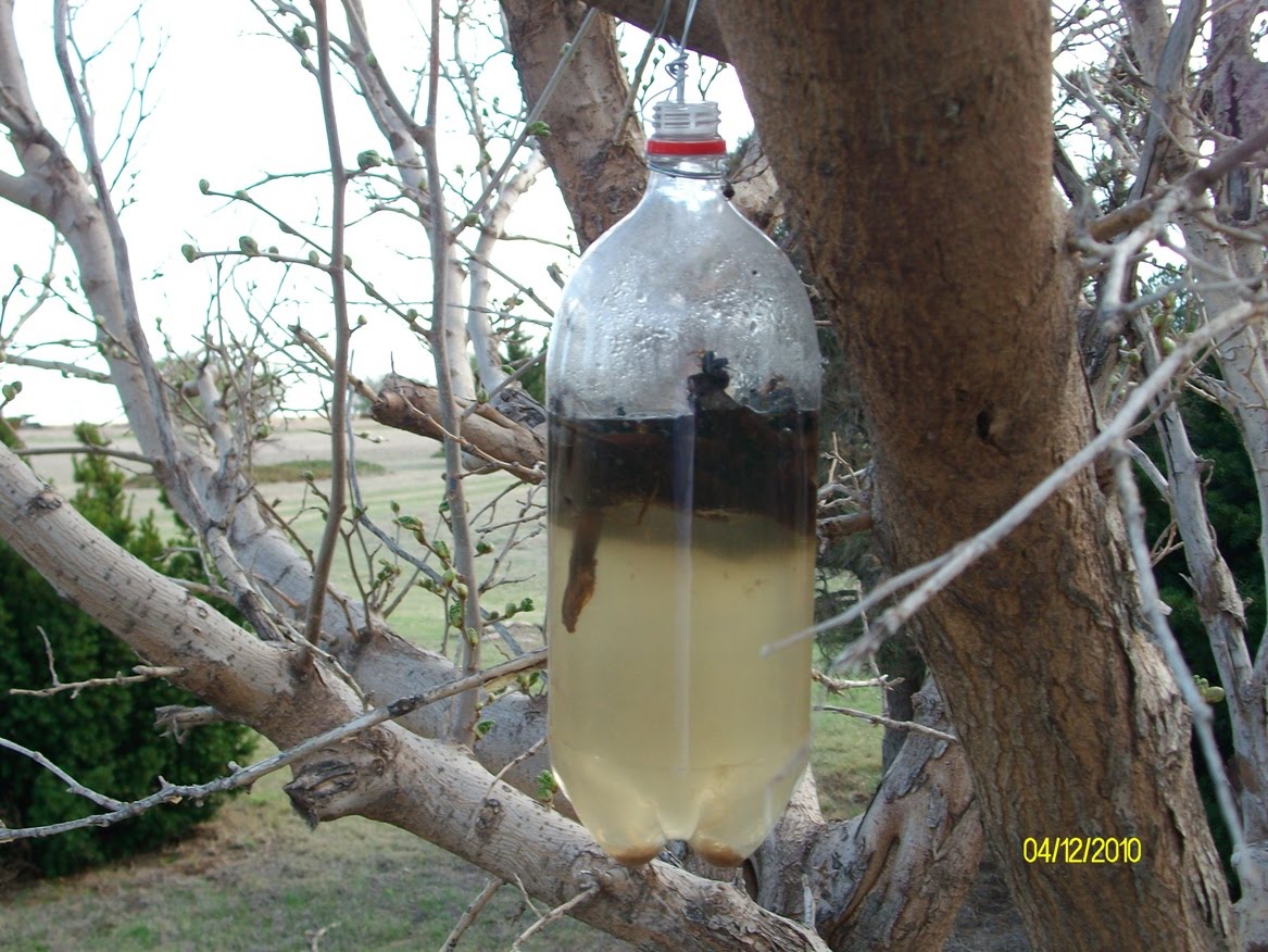 Doing my best for Him Homemade fly catcher