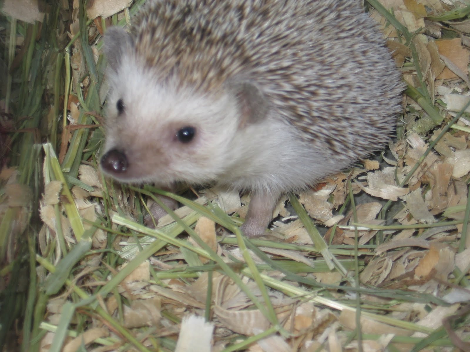 The Adventures of Hedgie the Hedgehog Habitat in the Wild (Where