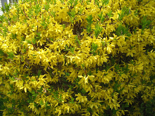 HH Photography: Flower garden around my house