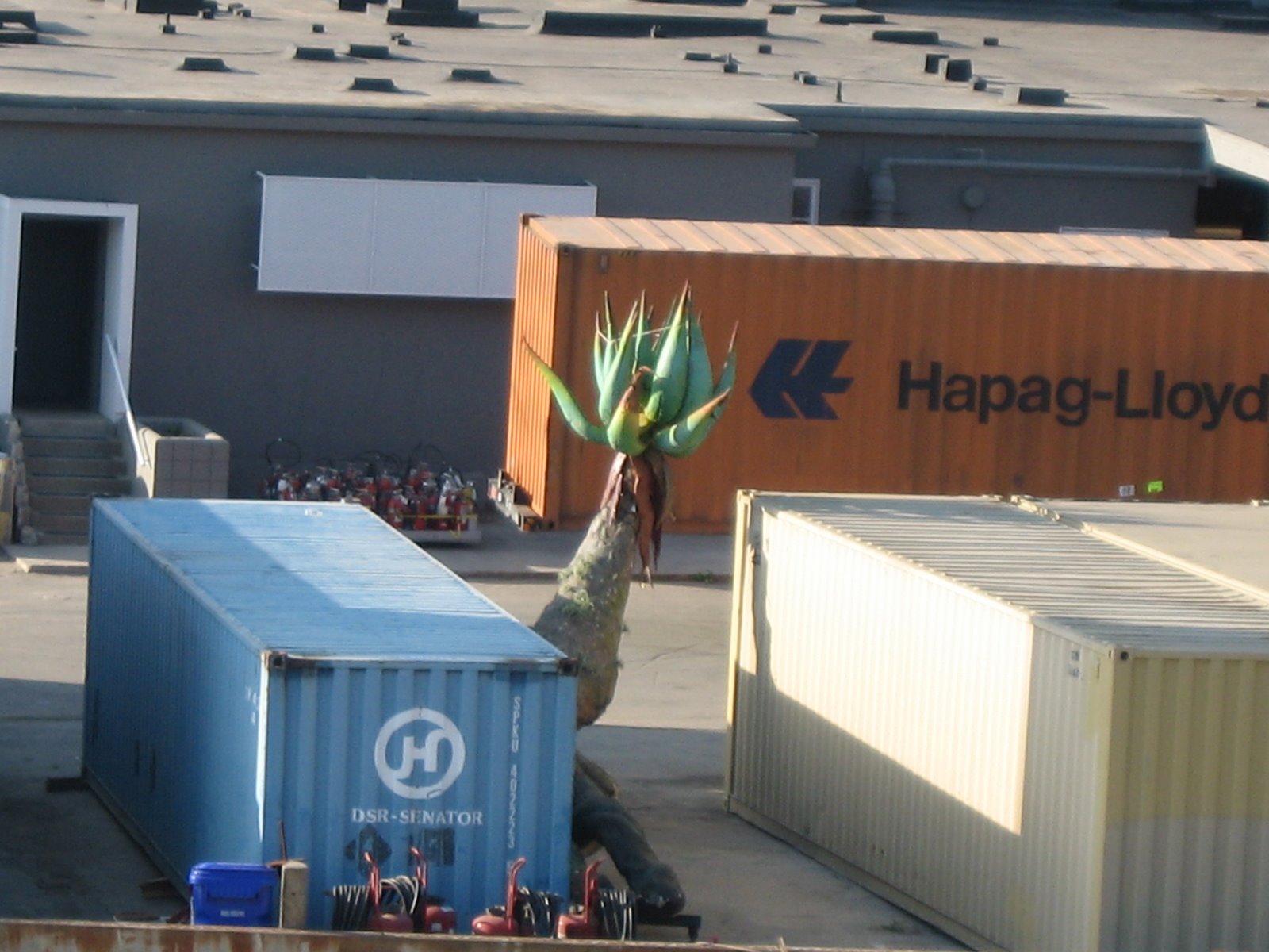 [AvatarSetPandorianPlant4.JPG]