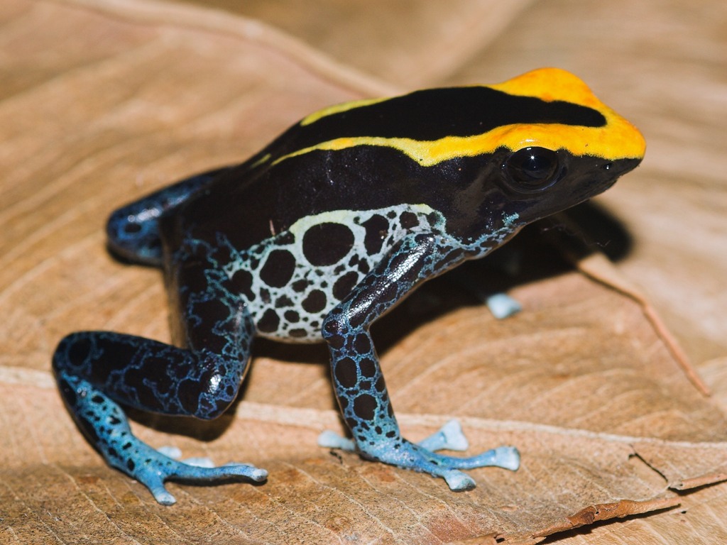 [Dendrobates+tinctorius+2.jpg]