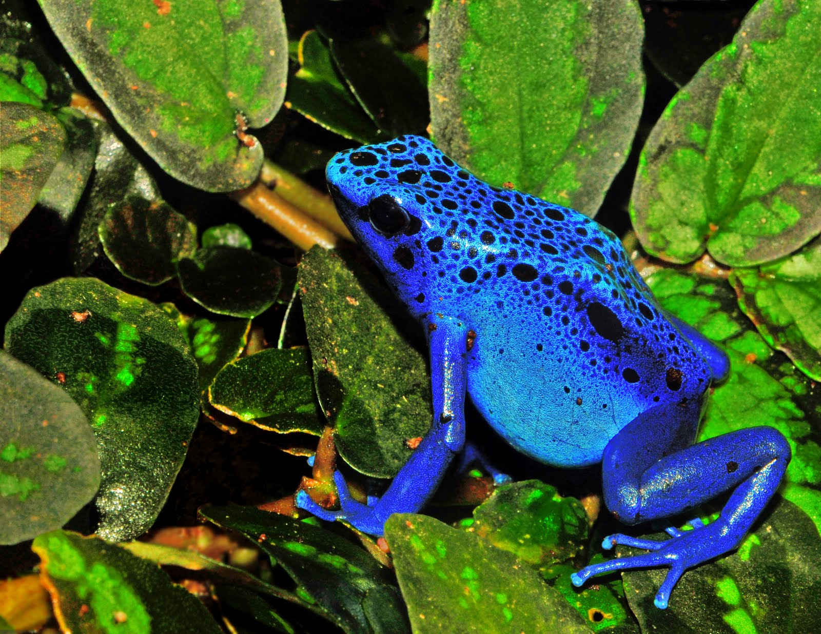 [Dendrobates+azureus.jpg]