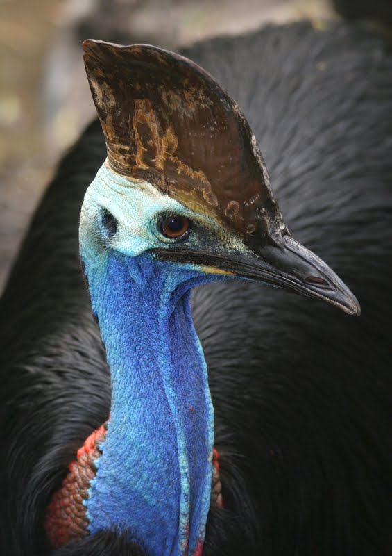 [Cassowary.jpg]