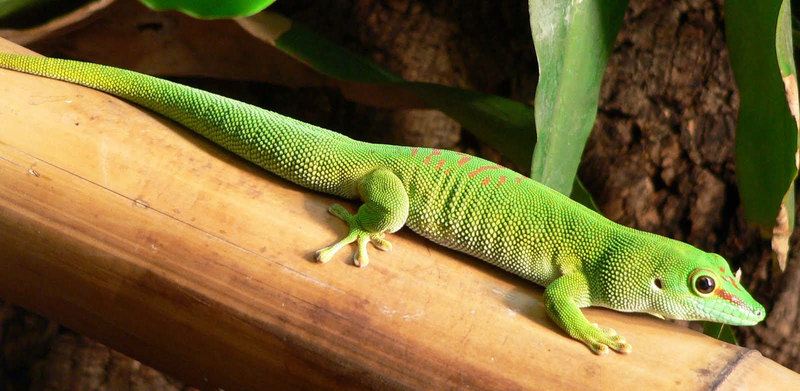 [Phelsuma+madagascariensis.jpg]