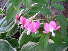 Bleeding Hearts