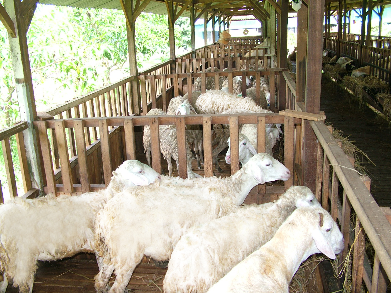 SURECO AGRO FARM (SAF): SURECO menerima lagi 30 Kambing/kibas