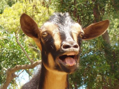 Copy_of_Laughing_Goat.jpg