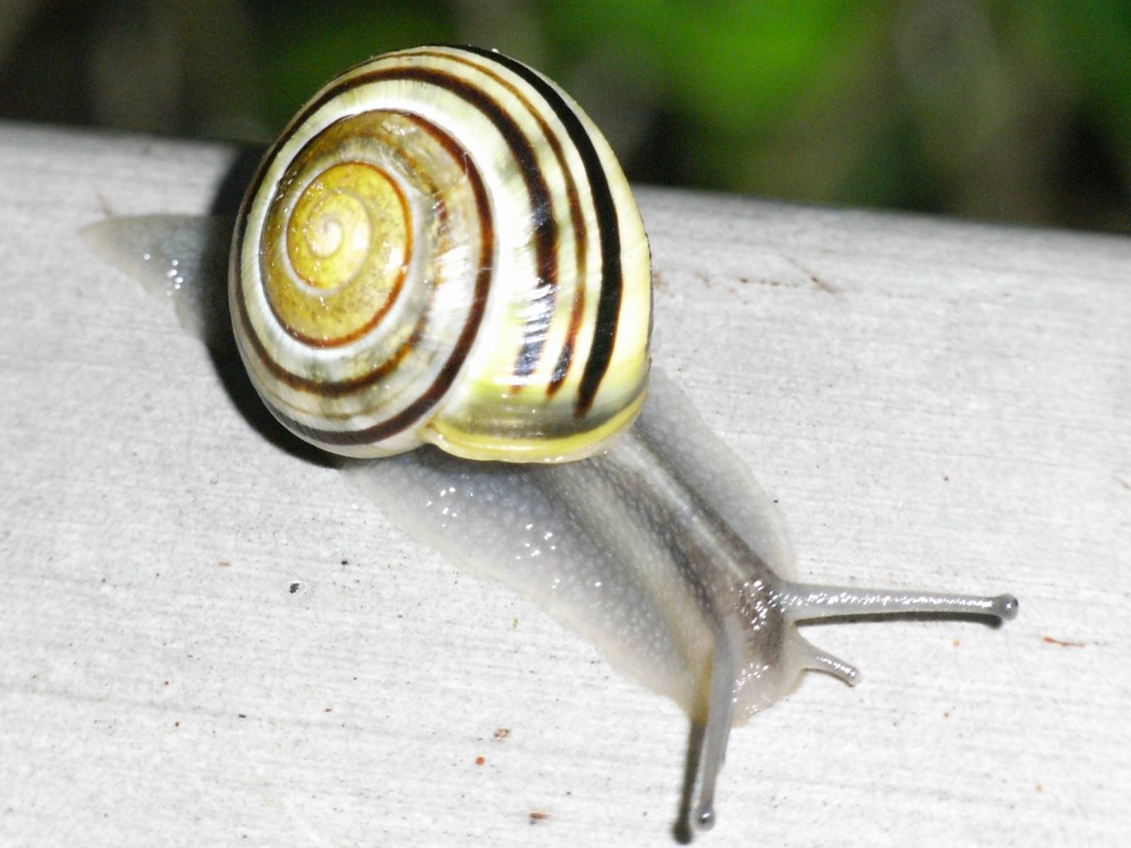 [27Nov07+banded+snail+8.jpg]