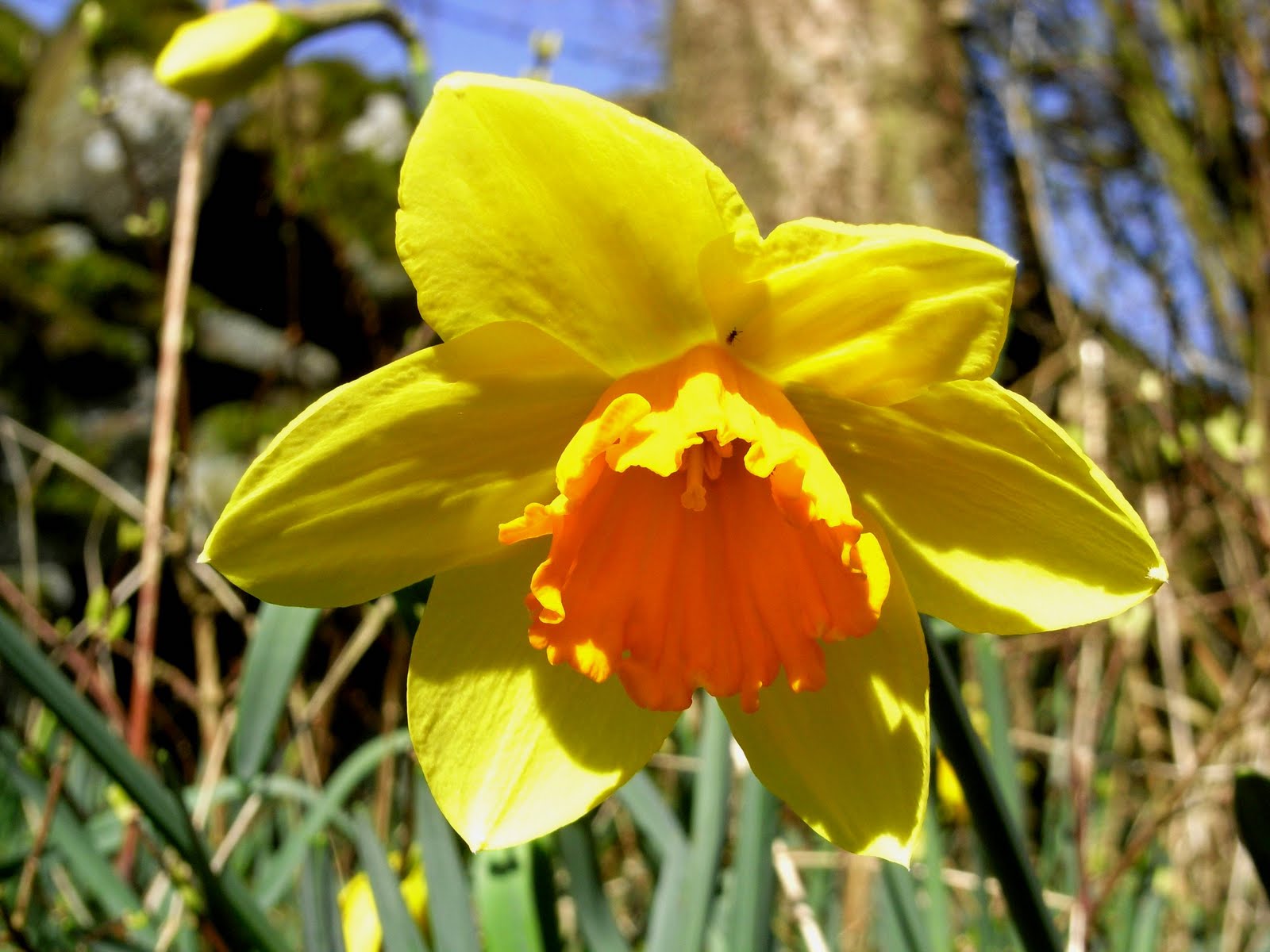 Daffodil