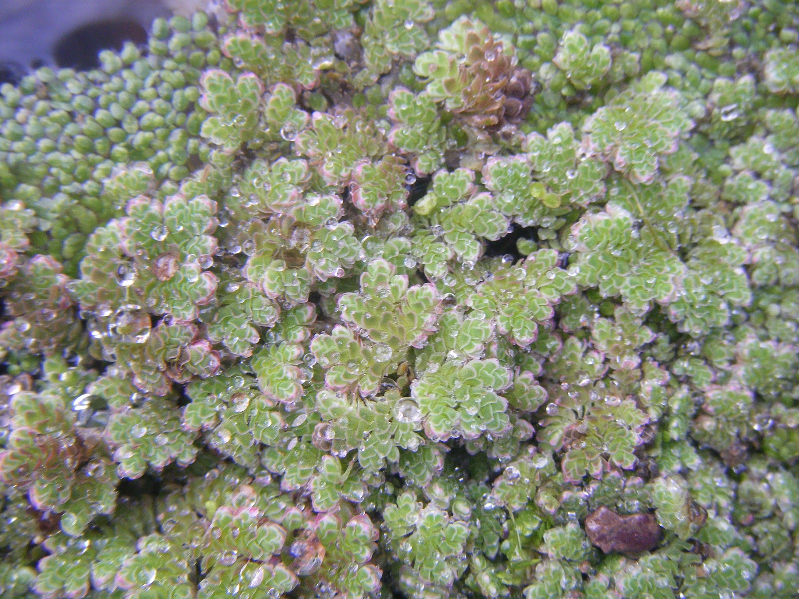 21stcenturynaturalist Water Fern A Useful Alien