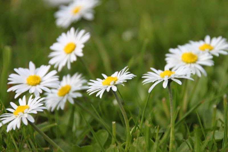 Danas Fotowelt: Gänseblümchen