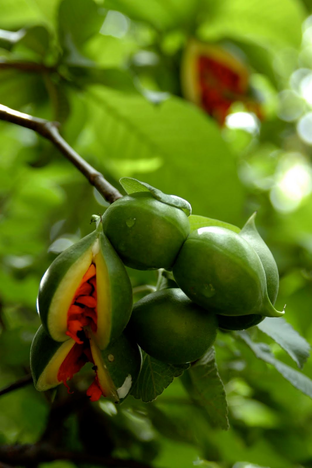 The Traveler Unaware: Ethnobotanical Garden Part 1 (lots of pics!)