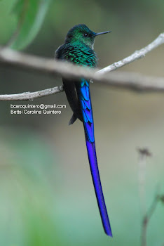 Long-tailed Sylph - Colibri Coludo Azul