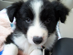 Ace~our Border Collie pup