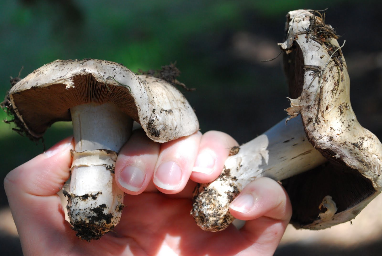 The Arkansas Traveler: Hunting Mushrooms