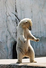 Ulli & Gerhard's Eisbären- Melderegister ...A Unique Polar Bear Studbook