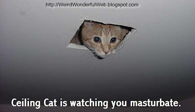 Image-Ceiling cat
