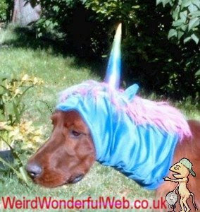 IMAGE: Dog dressed as unicorn