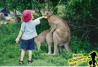 IMAGE: Kid feeding kangaroo while it's mating