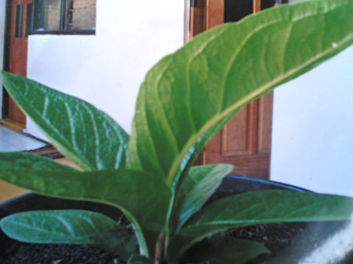 galery anthurium ponorogo: TREND TANAMAN HIAS 2008