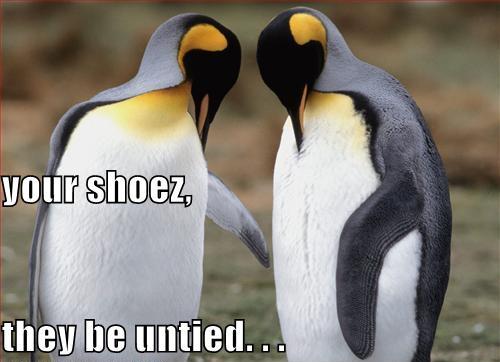 [funny-pictures-untied-shoes-penguins.JPG]