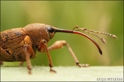 Lazdu smecernieks (Curculio nucum)