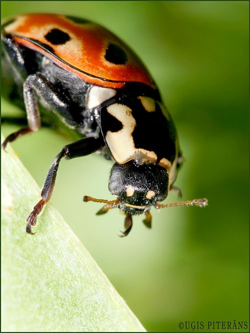 Acainā mārīte (Anatis ocellata)